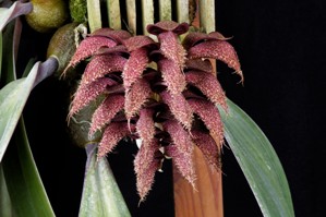 Bulbophyllum phalaenopsis Skeksis AM/AOS 80 pts.